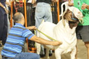 Expo Casa Inova ultrapassa R$ 3 milhões na comercialização de animais e se destaca como vitrine de negócios