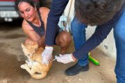Vacinação antirrábica segue a todo vapor em Casa Nova