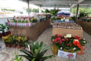 Feira de Flores de Holambra reúne mais de 200 espécies no centro de Juazeiro da Bahia