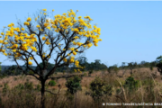 Primavera em Pernambuco pode ser mais seca e mais quente por conta do El Niño, diz Apac