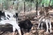 Cinco bovinos morrem após ataque a tiros em cidade da Bahia