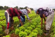 Agricultores familiares de Juazeiro têm até 21 de setembro para realizar inscrição no Garantia-Safra