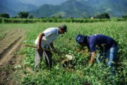 Distrito de Junco, em Juazeiro, recebe serviços voltados para agricultores