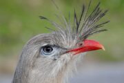 Duas aves brasileiras estão entre as mais barulhentas do mundo, mostra estudo