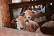 Ovelhas passam por Melhoramento Genético com inseminação e transferência de embriões em Casa Nova