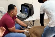 Programa de melhoramento genético beneficia criadores de ovinos de Casa Nova