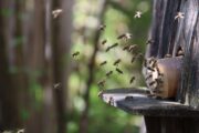 Com temperaturas mais altas, presença de enxames aumenta; saiba o que fazer