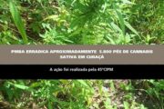PMBA erradica aproximadamente 5.800 pés de maconha em Curaçá