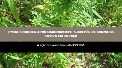 PMBA erradica aproximadamente 5.800 pés de maconha em Curaçá