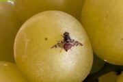 Mosca-da-fruta ameaça fruticultura, principalmente a que tem foco em exportação